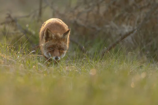 Red Fox Przyrodzie Świetle Wieczoru — Zdjęcie stockowe