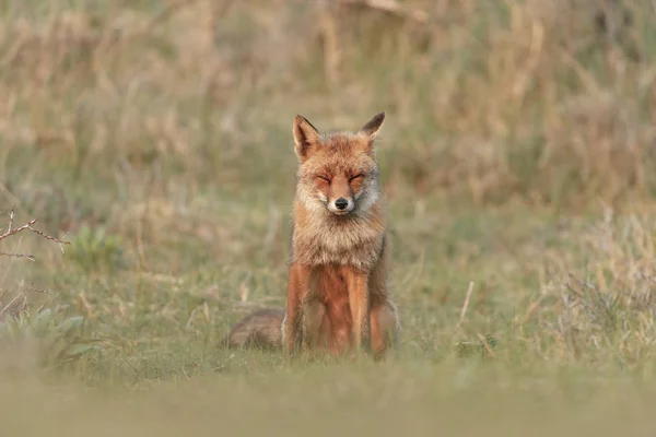 Liška Přírodě Večerním Světle — Stock fotografie
