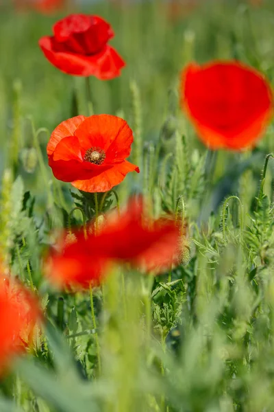 Poppy flowers in a field, red colors and green