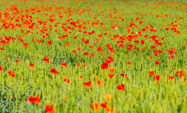 フィールド 赤い色 緑のケシの花 — ストック写真