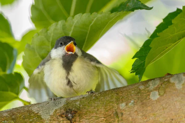 Great Tit Youngster Gets Feed Natural Habitat — Stockfoto