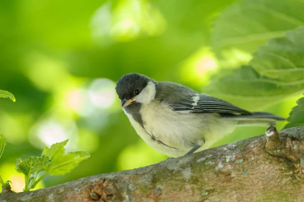 Great Tit Youngster Gets Feed Natural Habitat — Stock fotografie