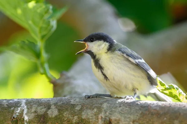 Great Tit Youngster Gets Feed Natural Habitat — Stock Photo, Image
