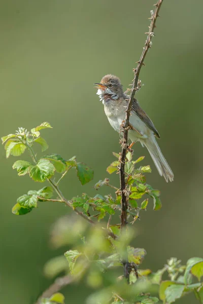 Bird common whitethroat on a twig in nice late sunlight