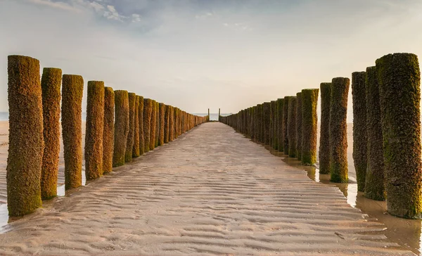 Holzstangen Meer Und Ein Schöner Sonnenuntergang Der Holländischen Küste — Stockfoto
