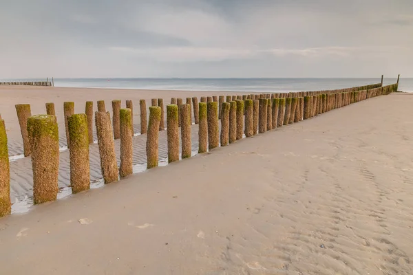 Sunset Dutch Coastline Wooden Poles — Stock Photo, Image