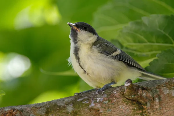Great Tit Youngster Natural Habitat — Stock Photo, Image