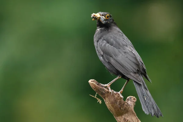 Burung Pemangsa Berburu Habitat Alami — Stok Foto