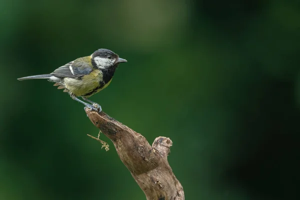 Gran Teta Juvenil Hábitat Natural Salvaje — Foto de Stock