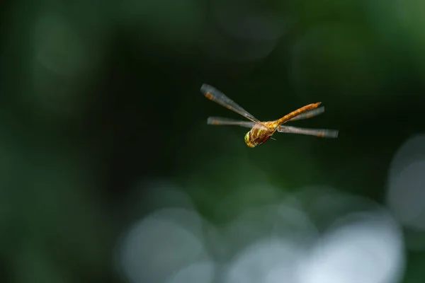 Zöldszemű Hawker Norfolk Hawker Zöld Természet — Stock Fotó