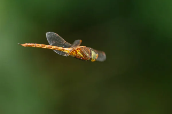 Zöldszemű Hawker Norfolk Hawker Zöld Természet — Stock Fotó