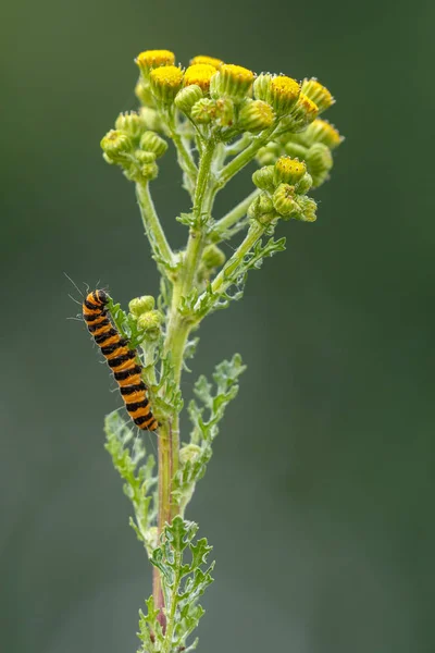 Zygaena Filipendulae キャタピラー咲く植物 — ストック写真