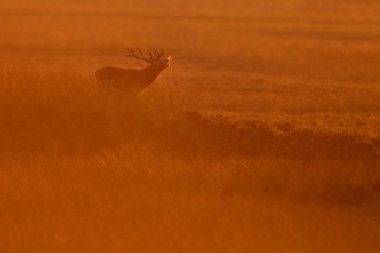 Alageyik azgın sezonunda görüntülemek