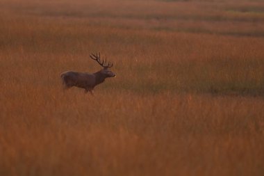 Alageyik azgın sezonunda görüntülemek