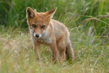 Akşam ışığı doğada kızıl tilki
