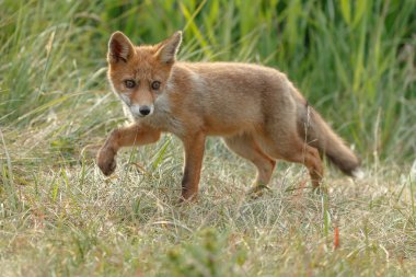 Red fox güzel ışık doğada