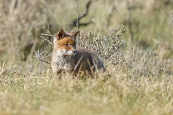 Κόκκινη Αλεπού Cub Στη Φύση Μια Ανοιξιάτικη Μέρα — Φωτογραφία Αρχείου