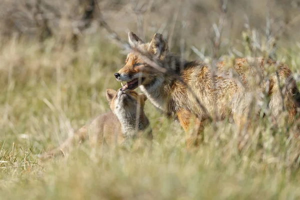 Mãe Raposa Com Seu Filhote Perto Toca — Fotografia de Stock