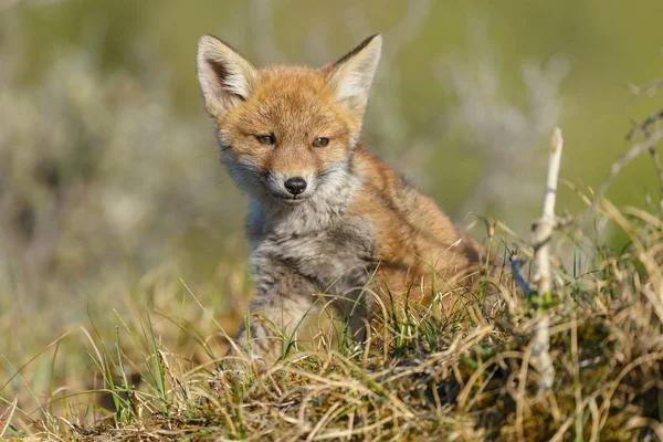 Red Fox Cub Naturen Vårdag — Stockfoto