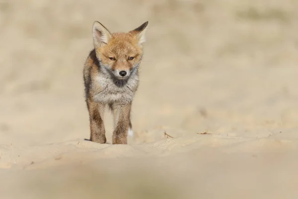 Kleine Schattige Jonge Vos Lopen Zand — Stockfoto