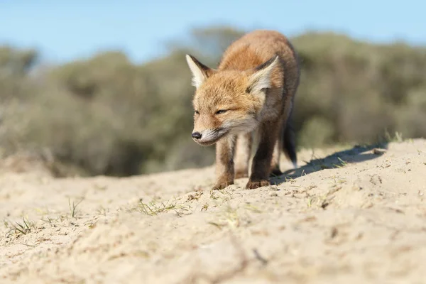 Malý Roztomilý Mladý Red Fox Chůzi Písku — Stock fotografie