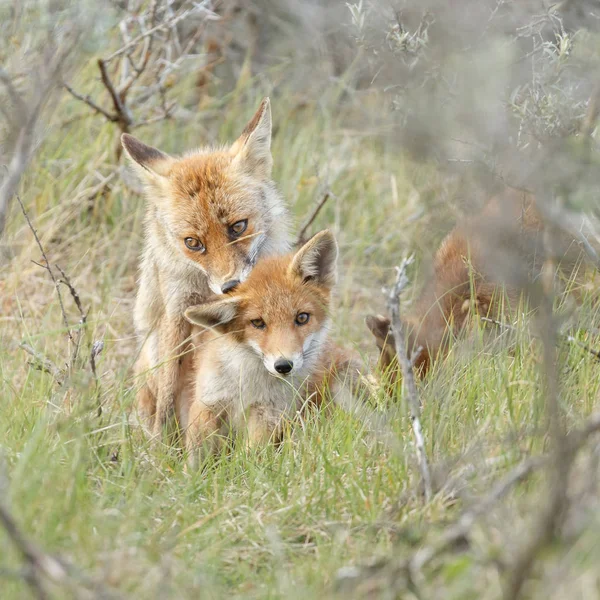 Κόκκινη Αλεπού Cubs Μητέρα Φύση Μια Ανοιξιάτικη Μέρα — Φωτογραφία Αρχείου