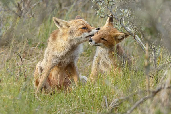 Μητέρα Αλεπού Cub Της Κοντά Λαγούμι — Φωτογραφία Αρχείου