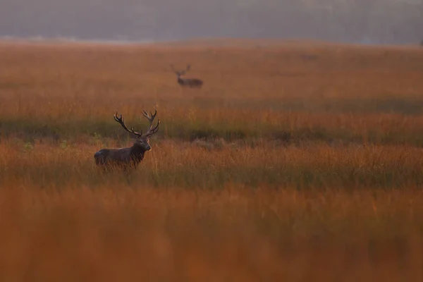 Ciervo Poca Profundidad Durante Temporada Celo Atardecer — Foto de Stock