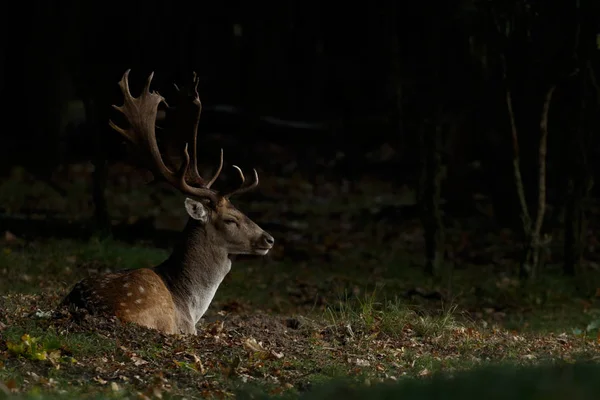 Ciervo Poca Profundidad Durante Temporada Celo Ver Por Noche — Foto de Stock