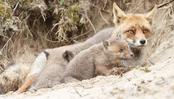 Red Fox Szczeniaki Matki Natury Dzień Wiosny — Zdjęcie stockowe