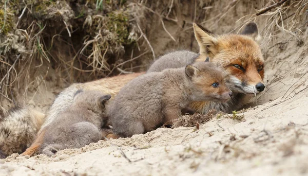 Red Fox Welpen Met Moeder Natuur Een Lentedag — Stockfoto