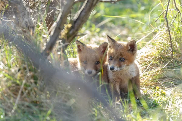 Κόκκινη Αλεπού Cubs Στη Φύση Μια Ανοιξιάτικη Μέρα — Φωτογραφία Αρχείου