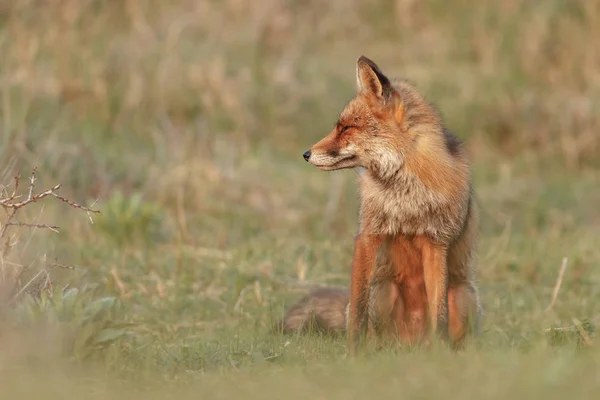 红色狐狸在自然在晚上光 — 图库照片