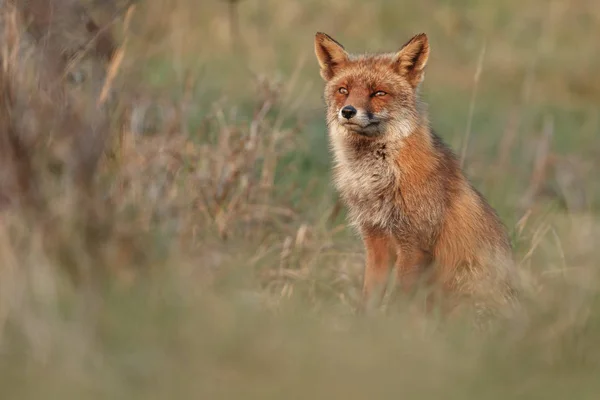 Red Fox Nature Evening Light — Stock Photo, Image