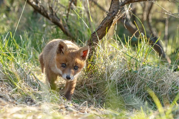 Red Fox Mládě Přírodě Jarní Den — Stock fotografie