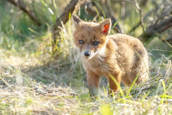 Red Fox Cub Przyrodzie Dzień Wiosny — Zdjęcie stockowe