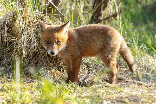 红色狐狸幼崽在自然在春天天 — 图库照片