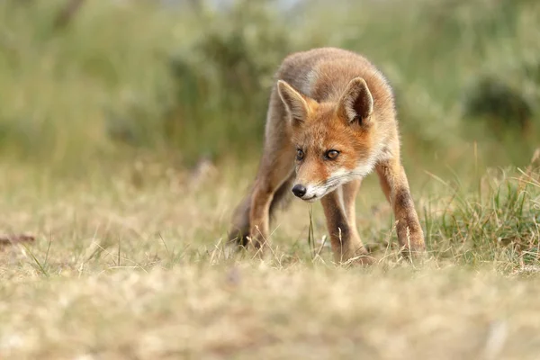 Rödräv Naturen Vackert Ljus — Stockfoto