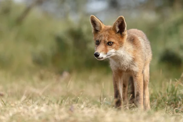 自然の中で美しい光の赤狐 — ストック写真
