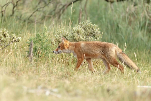 自然の中で美しい光の赤狐 — ストック写真