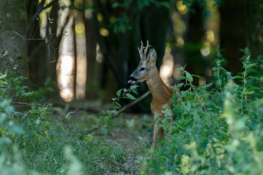 Avrupa da bir yaz akşamı doğada ayakta Batı karaca, olarak bilinen karaca (Capreolus capreolus),.
