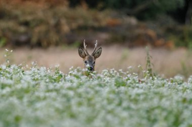 Avrupa da bir yaz akşamı doğada ayakta Batı karaca, olarak bilinen karaca (Capreolus capreolus),.