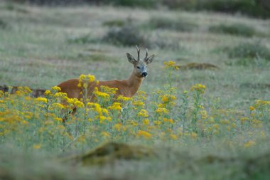 Avrupa da bir yaz akşamı doğada ayakta Batı karaca, olarak bilinen karaca (Capreolus capreolus),.