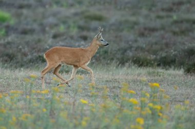 Avrupa Batı karaca, doğada bir yaz akşamı atlama olarak da bilinir karaca (Capreolus capreolus),.