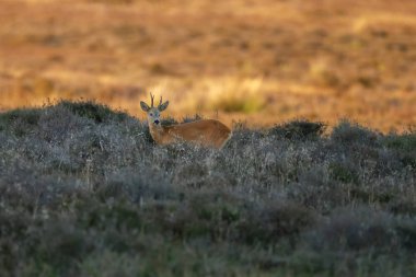 Avrupa da bir yaz akşamı doğada ayakta Batı karaca, olarak bilinen karaca (Capreolus capreolus),.
