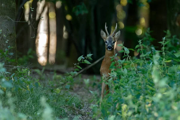 Europese Ree Capreolus Capreolus Ook Bekend Als Westerse Reeën Staande — Stockfoto