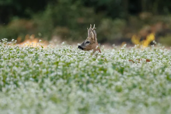 Cervos Ovinos Europeus Capreolus Capreolus Também Conhecidos Como Veados Ovinos — Fotografia de Stock