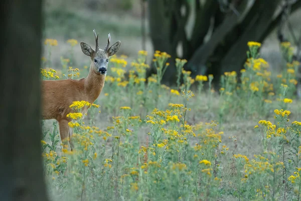 Capriolo Europeo Capreolus Capreolus Noto Anche Come Capriolo Occidentale Piedi — Foto Stock