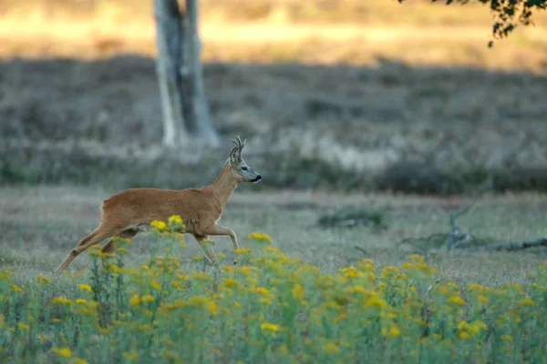 Capriolo Europeo Capreolus Capreolus Noto Anche Come Capriolo Occidentale Che — Foto Stock