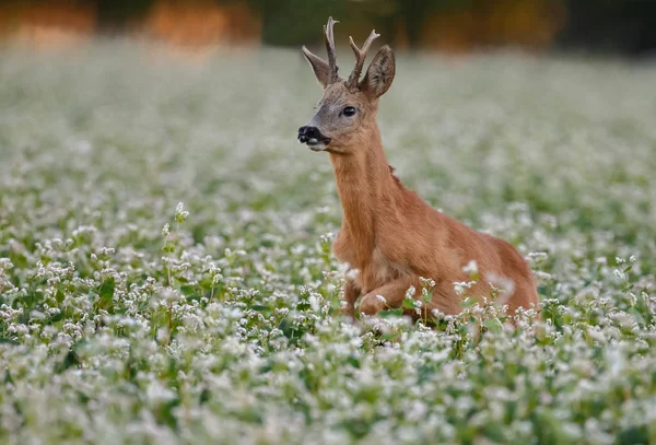 Europeiska Rådjur Capreolus Capreolus Även Känd Som Västra Rådjur Hoppa — Stockfoto